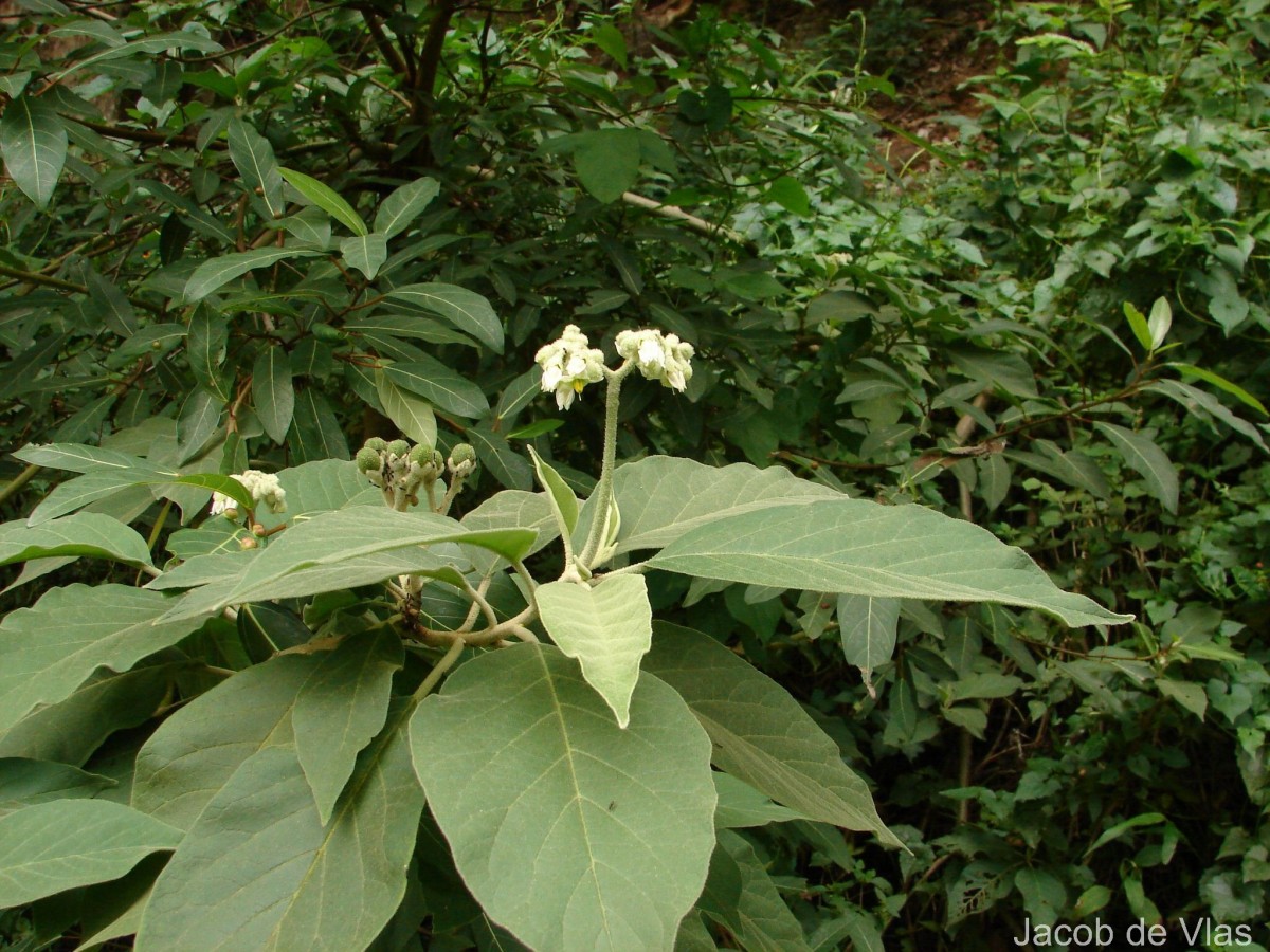 Solanum erianthum D.Don